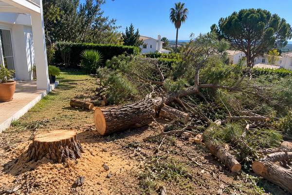 Remocao de árvore caida num jardim do Algarve