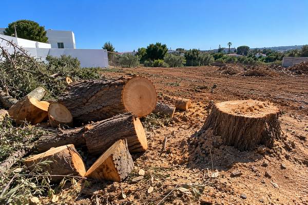 Terreno limpo com troncos acabados de cortar