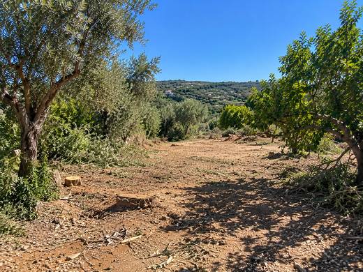 Trilho limpo entre oliveiras algarvias após abate