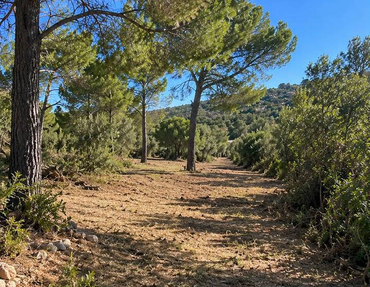 Trilho entre pinheiros e mato limpo numa propriedade do Algarve