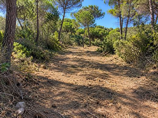 Trilho soalheiro entre pinheiros após limpeza de terreno