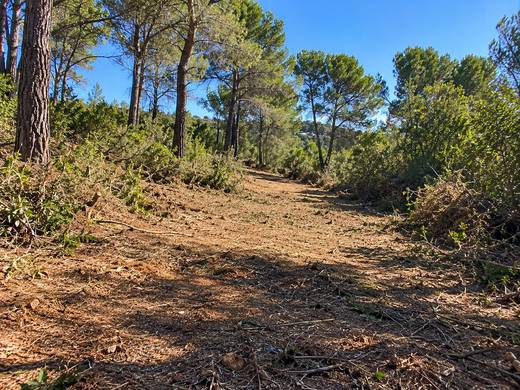 Trilho soalheiro entre pinheiros algarvios após limpeza