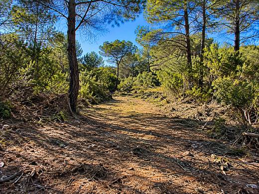 Trilho entre pinheiros algarvios limpo e soalheiro
