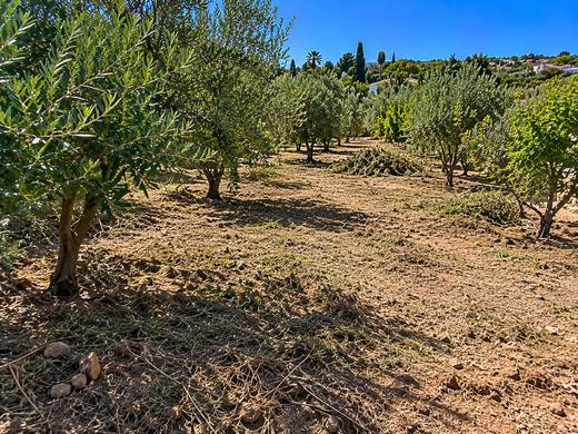 Trilho soalheiro entre oliveiras no Algarve